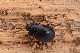 Attēlu rezultāti vaicājumam “Chrysolina sanguinolenta”