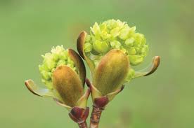 Attēlu rezultāti vaicājumam “Acer platanoides flower”