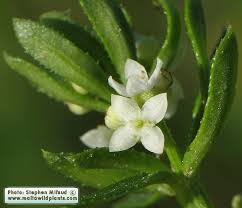 Image result for Galium aparine