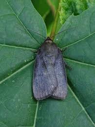 Attēlu rezultāti vaicājumam “Amphipyra livida”