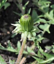 Attēlu rezultāti vaicājumam “Taraxacum suecicum flower”