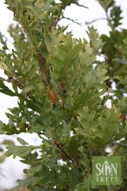 Attēlu rezultāti vaicājumam “Quercus robur leaf”