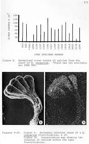 Attēlu rezultāti vaicājumam “Oligonema flavidum spores”