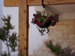 Image result for Petunie