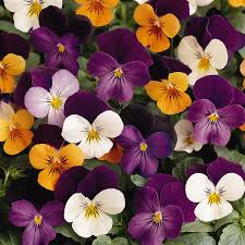 Image result for Viola cornuta