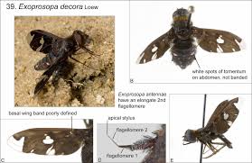 Attēlu rezultāti vaicājumam “Exoprosopa capucina”
