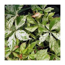 Attēlu rezultāti vaicājumam “Parthenocissus quinquefolia leaf”