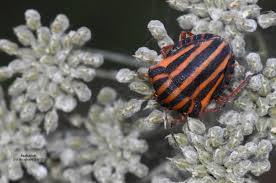 Attēlu rezultāti vaicājumam “Graphosoma lineatum imago”