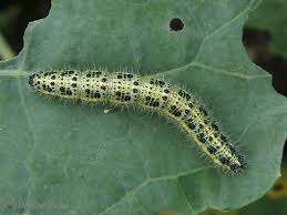 Attēlu rezultāti vaicājumam “Pieris brassicae larva”