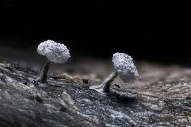 Attēlu rezultāti vaicājumam “Didymium squamulosum”