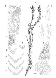 Attēlu rezultāti vaicājumam “Hymenostylium recurvirostrum”