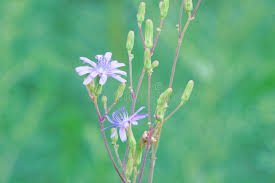 Attēlu rezultāti vaicājumam “Lactuca tatarica bud”