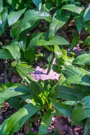 Attēlu rezultāti vaicājumam “Allium ursinum leaf”