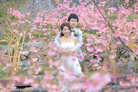 Image result for 緋寒桜