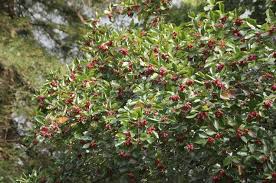 Attēlu rezultāti vaicājumam “Crataegus persimilis”