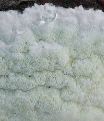 Attēlu rezultāti vaicājumam “Gloeoporus pannocinctus”