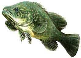 cape_cod_sport_fishing