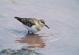 Attēlu rezultāti vaicājumam “Calidris minuta”