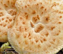 Attēlu rezultāti vaicājumam “Lentinus lepideus”