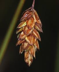 Attēlu rezultāti vaicājumam “Carex limosa fruit”