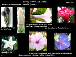Attēlu rezultāti vaicājumam “Convolvulaceae”