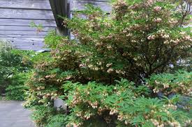 Attēlu rezultāti vaicājumam “Enkianthus chinensis”