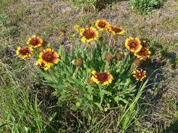 Image result for Gaillardia pulchella