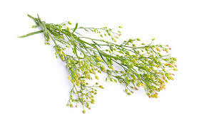 Attēlu rezultāti vaicājumam “Erigeron canadensis”