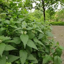 Attēlu rezultāti vaicājumam “Lamium album leaf”