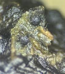 Attēlu rezultāti vaicājumam “Diderma ochraceum spores”