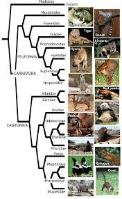 Attēlu rezultāti vaicājumam “Carnivora”