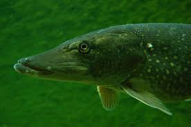 Image result for Esox lucius