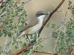 Attēlu rezultāti vaicājumam “Sylvia curruca adult”