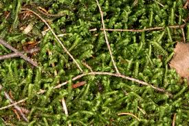 Attēlu rezultāti vaicājumam “Bazzania trilobata”