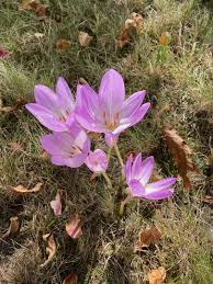 Image result for Herbstzeitlose