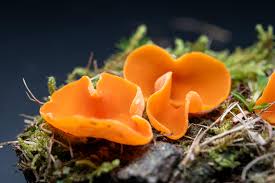 Attēlu rezultāti vaicājumam “Aleuria aurantia”