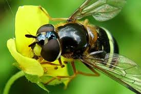 Attēlu rezultāti vaicājumam “Dasysyrphus tricinctus”