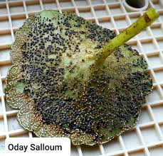 Attēlu rezultāti vaicājumam “Diachea leucopodia”