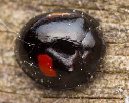 Attēlu rezultāti vaicājumam “Chilocorus renipustulatus”