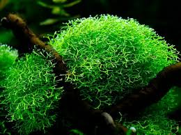 Attēlu rezultāti vaicājumam “Riccia fluitans”