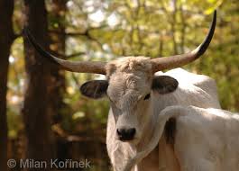 Attēlu rezultāti vaicājumam “Bos primigenius taurus”