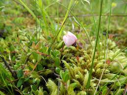 Attēlu rezultāti vaicājumam “Oxycoccus microcarpus”