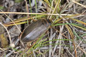 Attēlu rezultāti vaicājumam “Colymbetes striatus”