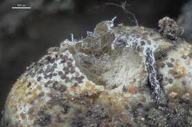 Attēlu rezultāti vaicājumam “Lycogala alisaulianovae macro”