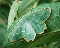 Attēlu rezultāti vaicājumam “Thalera fimbrialis”