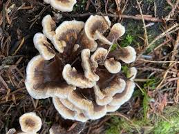 Attēlu rezultāti vaicājumam “Hydnellum aurantiacum”