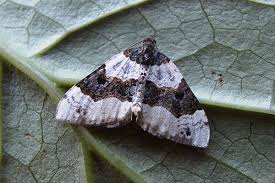 Attēlu rezultāti vaicājumam “Cosmorhoe ocellata”