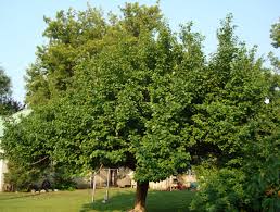 Attēlu rezultāti vaicājumam “Prunus armeniaca leaf”