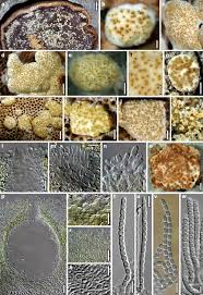 Attēlu rezultāti vaicājumam “Hypocrea pulvinata”