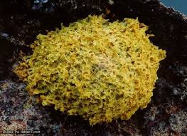 Attēlu rezultāti vaicājumam “Fuligo septica cf. rufa spores”